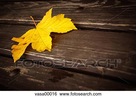 Stock Photograph - maple, season, leaves, leaf, seasonal, bench, autumn. Fotosearch