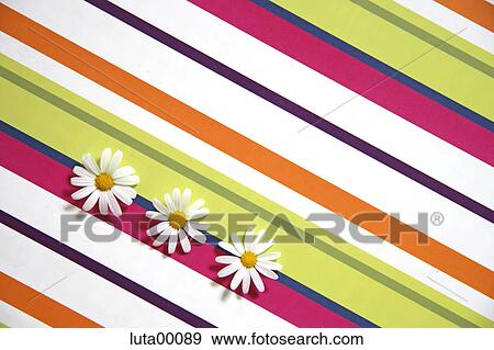 marguerite, flora, breastfeeding aid, marguerites, horizontally, level View Large Photo Image Stock Photo - marguerite, flora, breastfeeding aid, marguerites, horizontally, level. Fotosearch