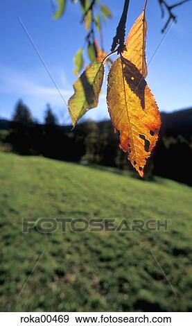 meadow, fall, autumn, tree, leaf, edge of the woods, bright View Large Photo Image Stock Photo - meadow, fall, autumn, tree, leaf, edge of the woods, bright. Fotosearch