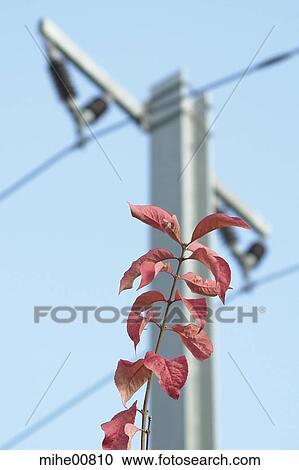 metal, heavy current, masts, power supply line, wire, steel rope, aluminium View Large Photo Image Stock Image - metal, heavy current, masts, power supply line, wire, steel rope, aluminium. Fotosearch