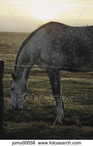 Stock Photo - mildew, withers, horse, graze, pasture fence, morning light, morning. Fotosearch