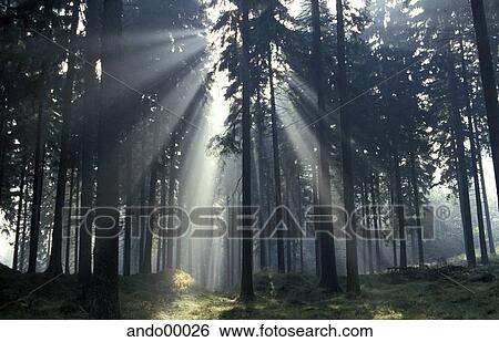 morning, forest, force, strength, sun, back light, atmospheric picture View Large Photo Image Stock Photograph - morning, forest, force, strength, sun, back light, atmospheric picture. Fotosearch