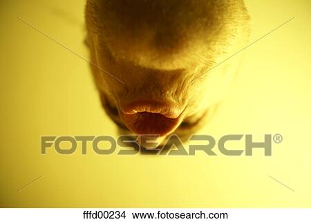 mouth, lips, chin, face, unshaved, amusing, comical View Large Photo Image Picture - mouth, lips, chin, face, unshaved, amusing, comical. Fotosearch