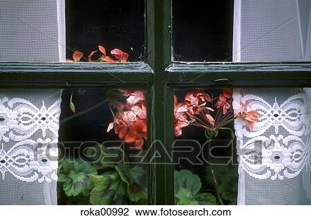 mullion and transom, wooden window frame, geranium, flower, plant, sere, curtain View Large Photo Image Stock Image - mullion and transom, wooden window frame, geranium, flower, plant, sere, curtain. Fotosearch