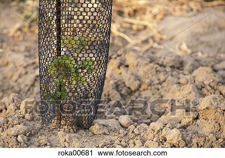 Stock Image - nature, addition, Earth, plant, vine, protection, guard. Fotosearch