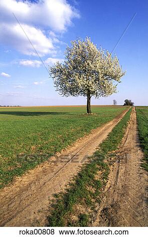 nature, blue sky, Earth, grass, landscape, scenery, bloom View Large Photo Image Stock Photo - nature, blue sky, Earth, grass, landscape, scenery, bloom. Fotosearch