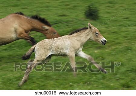 Stock Photograph - nature, horse, animal, wildlife park, young, bold, feral. Fotosearch