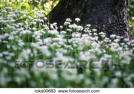 Stock Image - nature, landscape, scenery, medicinal plant, smell, aroma, forest. Fotosearch