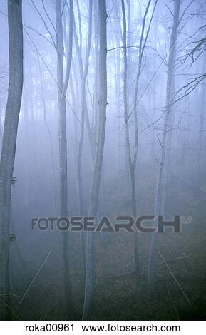 nature, landscape, scenery, tree, forest, fog, mysticism View Large Photo Image Stock Image - nature, landscape, scenery, tree, forest, fog, mysticism. Fotosearch
