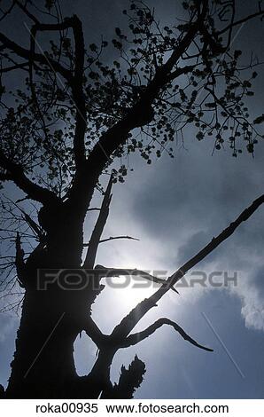 nature, landscape, scenery, tree, branch, sun, back light View Large Photo Image Stock Photography - nature, landscape, scenery, tree, branch, sun, back light. Fotosearch