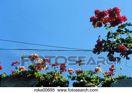 nature, roses, fence, rosebush, redly, red, ruddy View Large Photo Image Stock Photography - nature, roses, fence, rosebush, redly, red, ruddy. Fotosearch