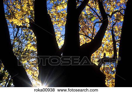 nature, tree, crown, autumn, leaf, powerful, multicolored View Large Photo Image Stock Photo - nature, tree, crown, autumn, leaf, powerful, multicolored. Fotosearch