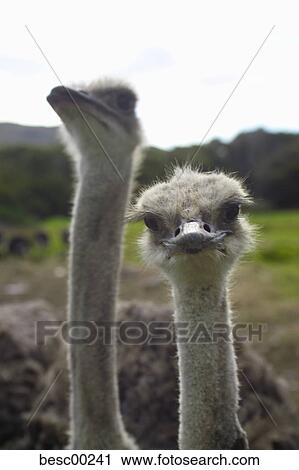 Stock Image - ostrich farm, farm, bouquet, bird, Africa, South Africa, watch. Fotosearch