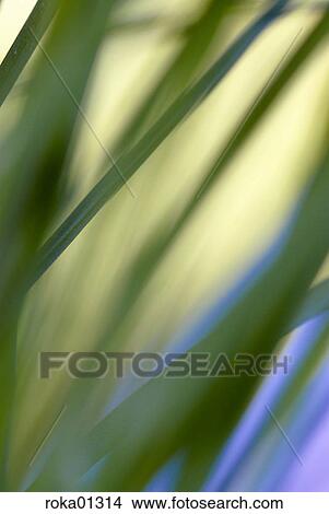 outdoors, flora, balcony, spring, plants, garden, spice View Large Photo Image Picture - outdoors, flora, balcony, spring, plants, garden, spice. Fotosearch