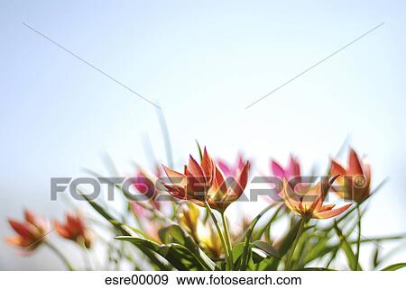 outdoors, green, flower, flowers, pattern, ambiguous letter, dummy View Large Photo Image Stock Photo - outdoors, green, flower, flowers, pattern, ambiguous letter, dummy. Fotosearch