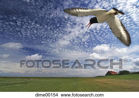 oystercatcher, grass, tenement, house, bird, fly, flying View Large Photo Image Picture - oystercatcher, grass, tenement, house, bird, fly, flying. Fotosearch