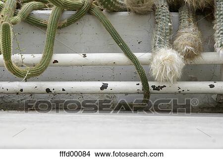 Picture - paint, cacti, hothouse, succulent, green. Fotosearch