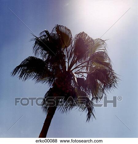 Stock Photo - palm, blue sky, from bottom, sun, summer, summers, cut. Fotosearch