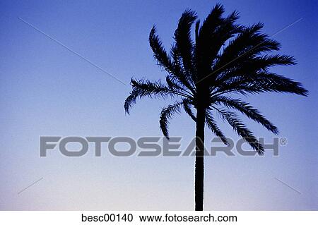 Stock Image - palm, silhouette, sky, blue, wind, contrast, tree. Fotosearch