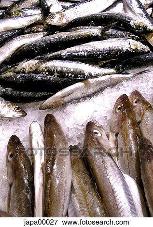 Stock Photo - palut, blackout, fish, food, ice, indoors, seafood. Fotosearch