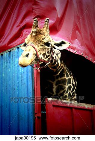 Stock Photography - palut, Day, red, upper part of the body, giraffe, torso. Fotosearch