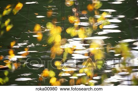 park, lake, aquatic park, water, waters, aquatic, autumn View Large Photo Image Stock Image - park, lake, aquatic park, water, waters, aquatic, autumn. Fotosearch