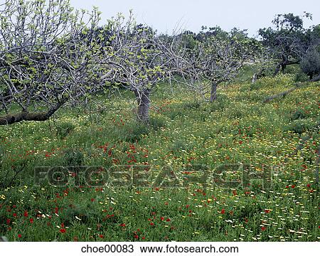 park, nature, landscape, scenery, Spain, the south, south View Large Photo Image Stock Image - park, nature, landscape, scenery, Spain, the south, south. Fotosearch