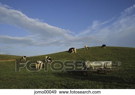 pasture, grass, herd of cows, cattle herd, willow, drinking trough, graze View Large Photo Image Stock Photo - pasture, grass, herd of cows, cattle herd, willow, drinking trough, graze. Fotosearch