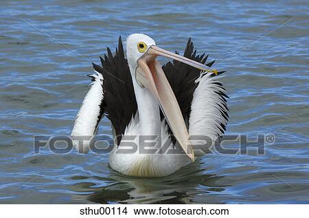 pelican, marine animal, Australia, cakehole, bird, water bird, animal View Large Photo Image Picture - pelican, marine animal, Australia, cakehole, bird, water bird, animal. Fotosearch