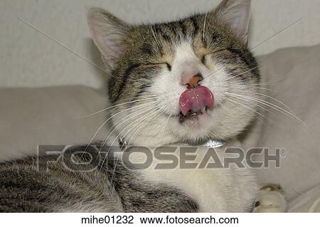pelt, cat, animals, pets, tongue, lick, delicious View Large Photo Image Stock Image - pelt, cat, animals, pets, tongue, lick, delicious. Fotosearch