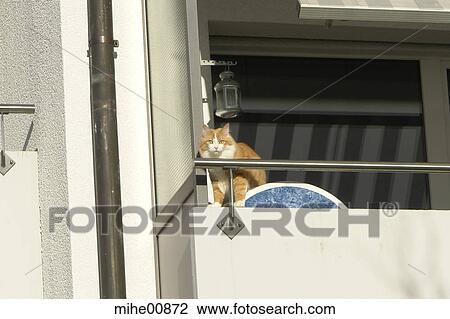 pelt, cat, breed, pets, eyes, hairs, paw View Large Photo Image Stock Image - pelt, cat, breed, pets, eyes, hairs, paw. Fotosearch