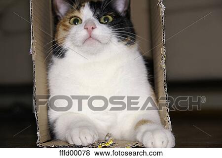pelt, cat, kitty, male cat, brown, black, spotted View Large Photo Image Stock Photo - pelt, cat, kitty, male cat, brown, black, spotted. Fotosearch