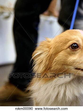 pelt, dog, movement, move, curiosity, animal, animals View Large Photo Image Stock Image - pelt, dog, movement, move, curiosity, animal, animals. Fotosearch