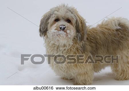 Stock Photograph - pelt, Havanese, dog, winter, animal, animals, mammals. Fotosearch