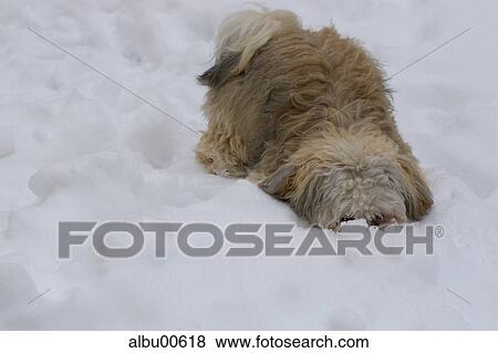 pelt, Havanese, treasure hunt, winter, dog, animal, animals View Large Photo Image Stock Photo - pelt, Havanese, treasure hunt, winter, dog, animal, animals. Fotosearch
