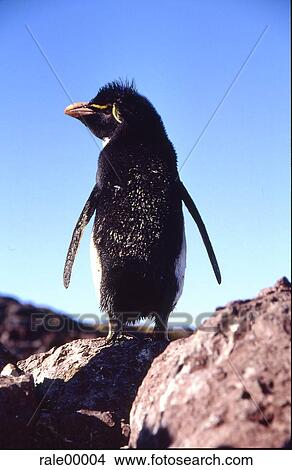penguin, rock, rock island, Argentina, Patagonia View Large Photo Image Picture - penguin, rock, rock island, Argentina, Patagonia. Fotosearch