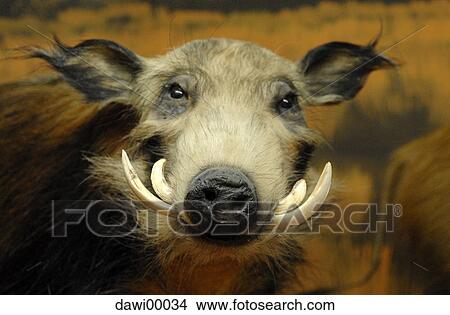 pig, animal, warthog, portrait, wilderness, mammal, animal portrait View Large Photo Image Picture - pig, animal, warthog, portrait, wilderness, mammal, animal portrait. Fotosearch