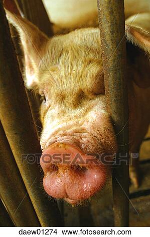 pig, farm, nose, lattice, imprisonment, head, close-up View Large Photo Image Picture - pig, farm, nose, lattice, imprisonment, head, close-up. Fotosearch