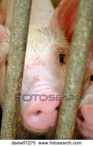 pig, farm, nose, lattice, imprisonment, head, close-up View Large Photo Image Stock Photography - pig, farm, nose, lattice, imprisonment, head, close-up. Fotosearch