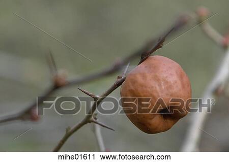 Stock Image - plant, flora, flowers, thorns, apples, plants, apple. Fotosearch