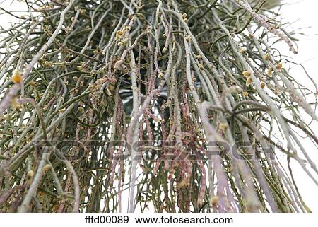 plant, from bottom, white background, plants, green, buds, to loop View Large Photo Image Stock Photo - plant, from bottom, white background, plants, green, buds, to loop. Fotosearch