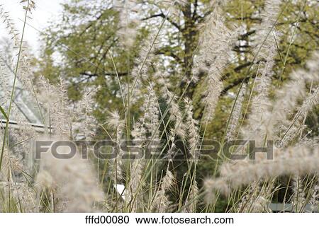 Stock Image - plant, plants, blades, tree, blades of grass, sharp, blurred. Fotosearch