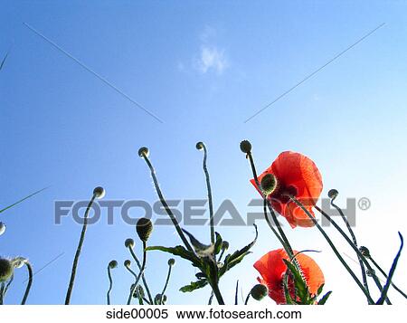 plant, redly, red, ruddy, commie, poppy, sky View Large Photo Image Stock Photography - plant, redly, red, ruddy, commie, poppy, sky. Fotosearch
