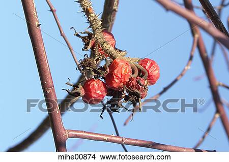 plant, winter, plants, berries, seared, fruity, redly View Large Photo Image Picture - plant, winter, plants, berries, seared, fruity, redly. Fotosearch