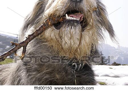 play, pelt, mouth, JUMPING, Grey, tongue, animal View Large Photo Image Stock Image - play, pelt, mouth, JUMPING, Grey, tongue, animal. Fotosearch