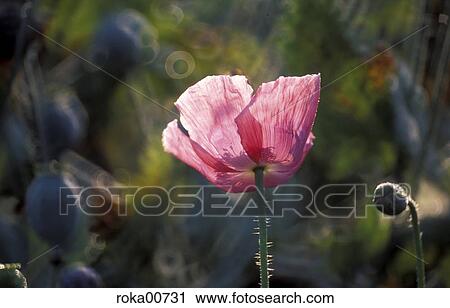 poppy field, back light, plant, redly, red, ruddy, commie View Large Photo Image Stock Image - poppy field, back light, plant, redly, red, ruddy, commie. Fotosearch