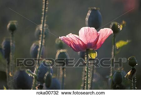 Stock Image - poppy field, back light, plant, redly, red, ruddy, commie. Fotosearch