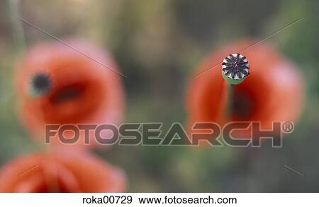 Stock Photo - poppy field, back light, plant, redly, red, ruddy, commie. Fotosearch