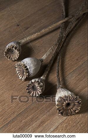 poppy, flora, boll, poppy vessels, seed, seeds, indoor photo View Large Photo Image Stock Photo - poppy, flora, boll, poppy vessels, seed, seeds, indoor photo. Fotosearch
