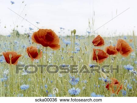 poppy flowers, natural meadow, cornflower, blue, colored, flowers, meadow View Large Photo Image Stock Photograph - poppy flowers, natural meadow, cornflower, blue, colored, flowers, meadow. Fotosearch